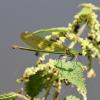 Calopteryx splendens